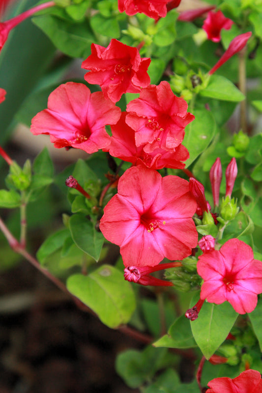 25 RED FOUR O'CLOCK Marvel of Peru Mirabilis Jalapa Flower Seeds