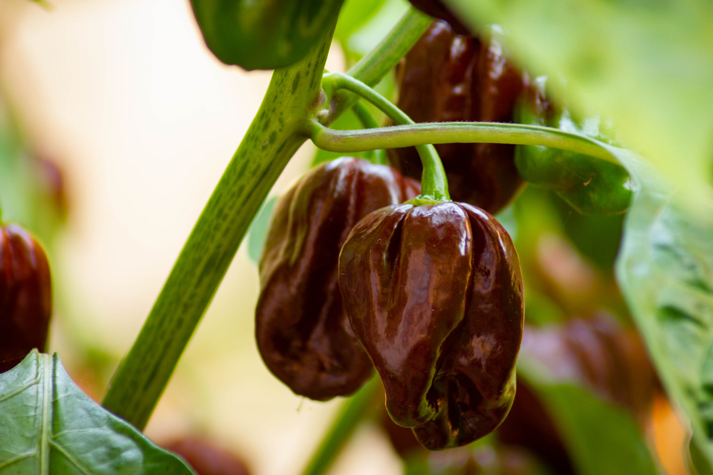 50 Hot BROWN HABANERO PEPPER Capsicum Chinense Seeds