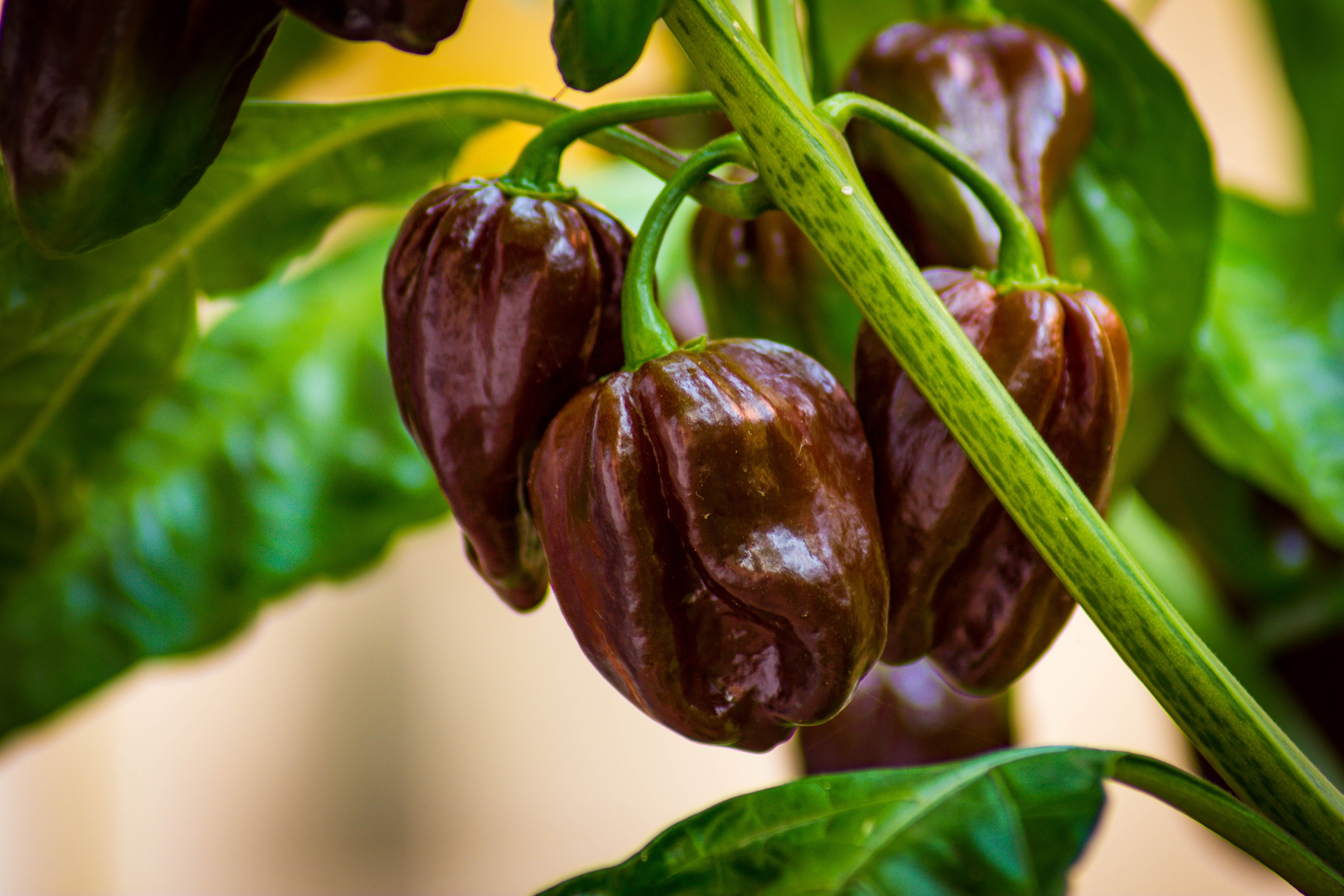 Seedville Habanero Pepper Seeds - Thumbnail 5