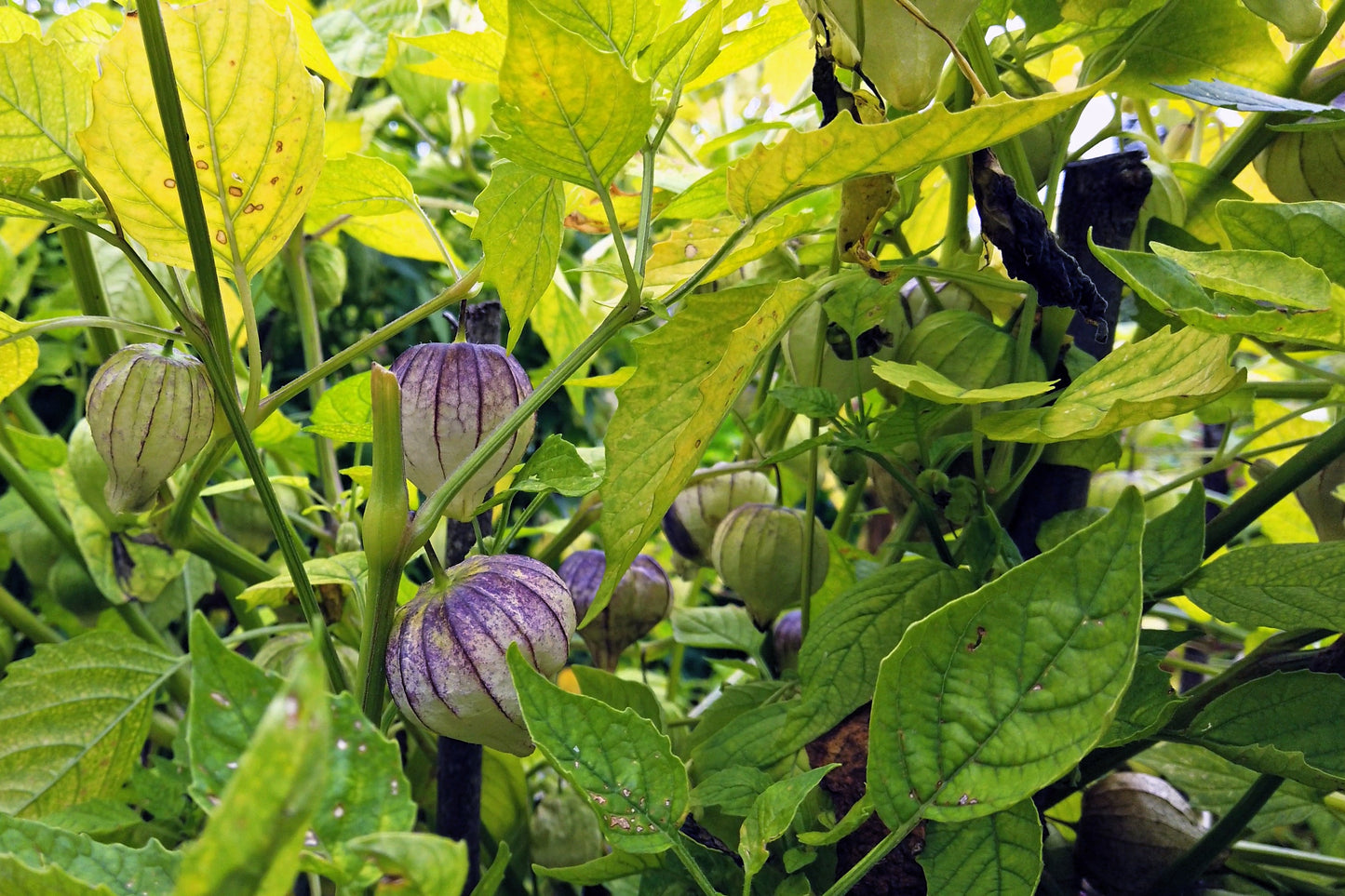 50 PURPLE TOMATILLO Husk Tomato Physalis Ixocarpa Fruit Vegetable Seeds