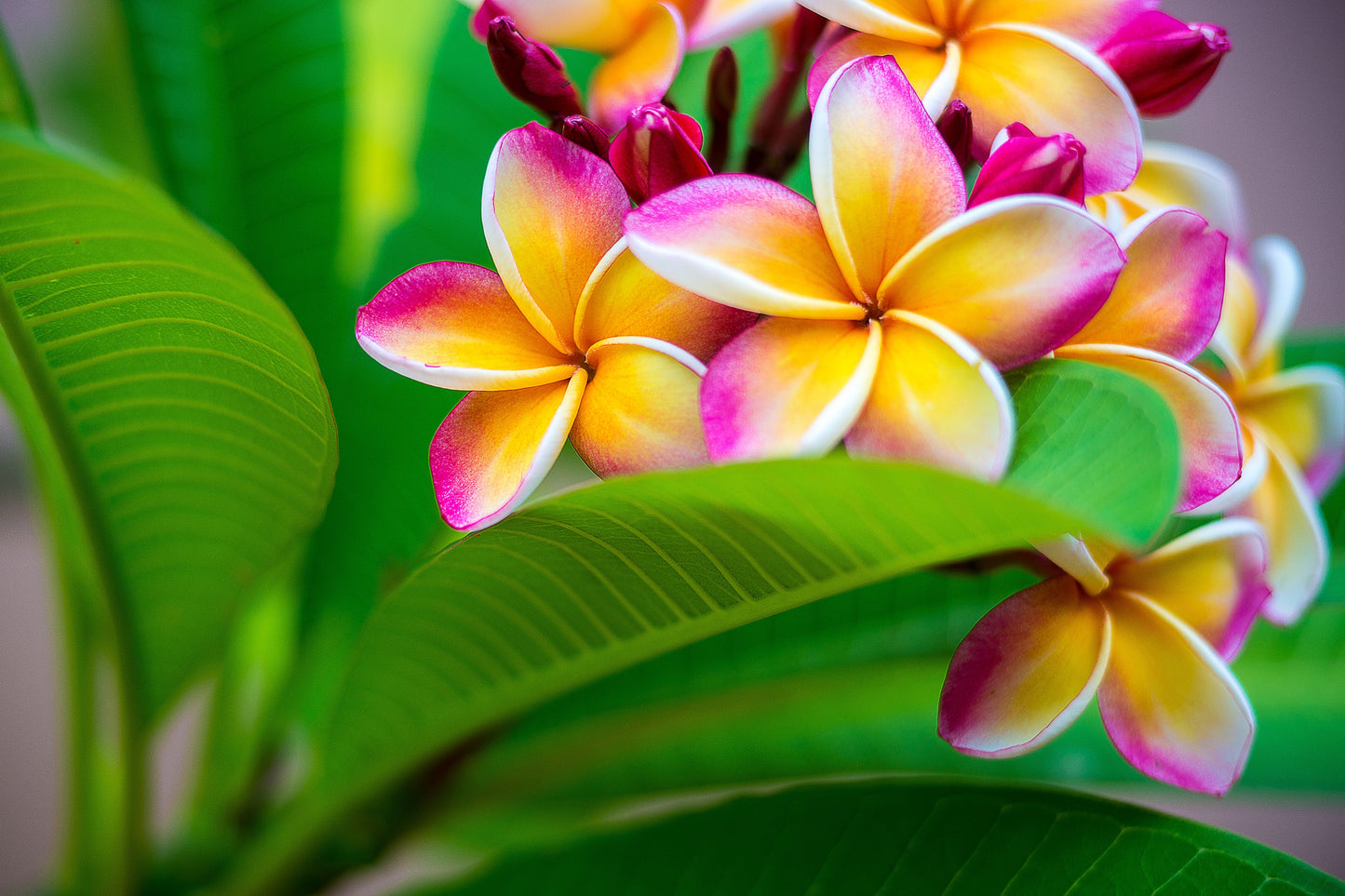 10 MIXED COLORS PLUMERIA Seeds - Lei Flower Frangipani Mix Fragrant Shrub Small Tree Pink Red Yellow White Peach Two Tone