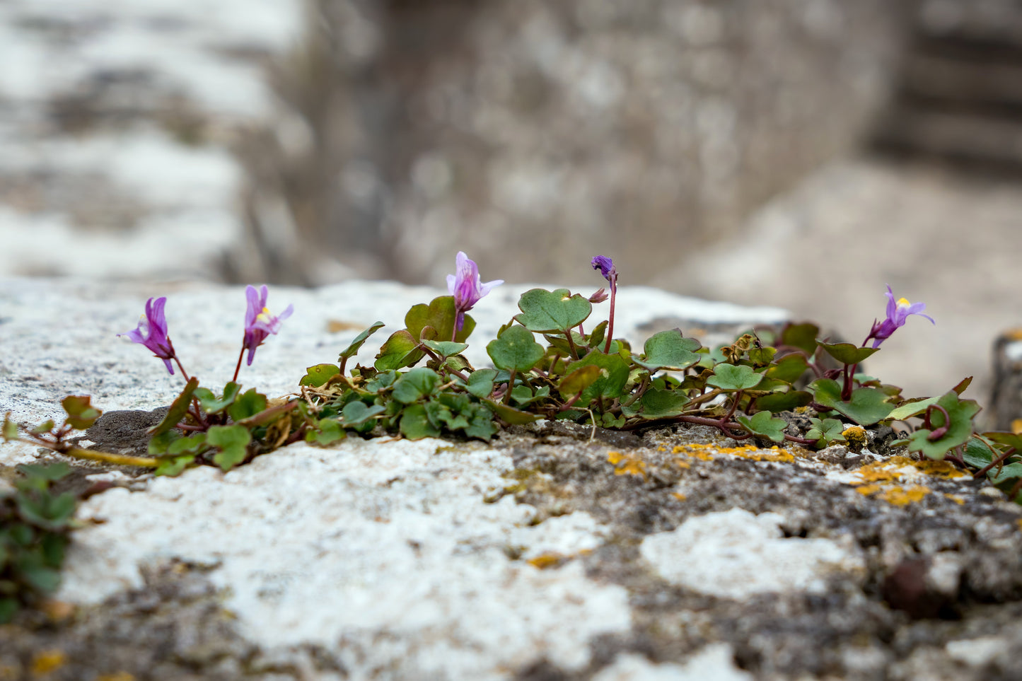 100 KENILWORTH IVY (Ivy-Leaved Toadflax) Cymbalaria Muralis Vine Flower Seeds