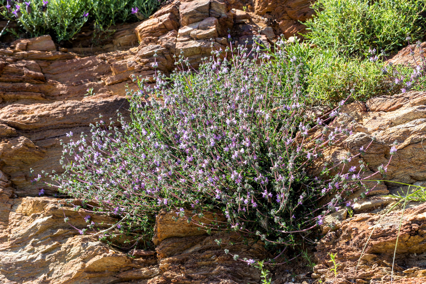 150 Creeping WINTER SAVORY Satureja Montana Herb Pink Flower Seeds