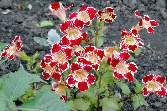 250 TIGER MONKEY Mixed Colors Mimulus Tigrinus Flower Seeds