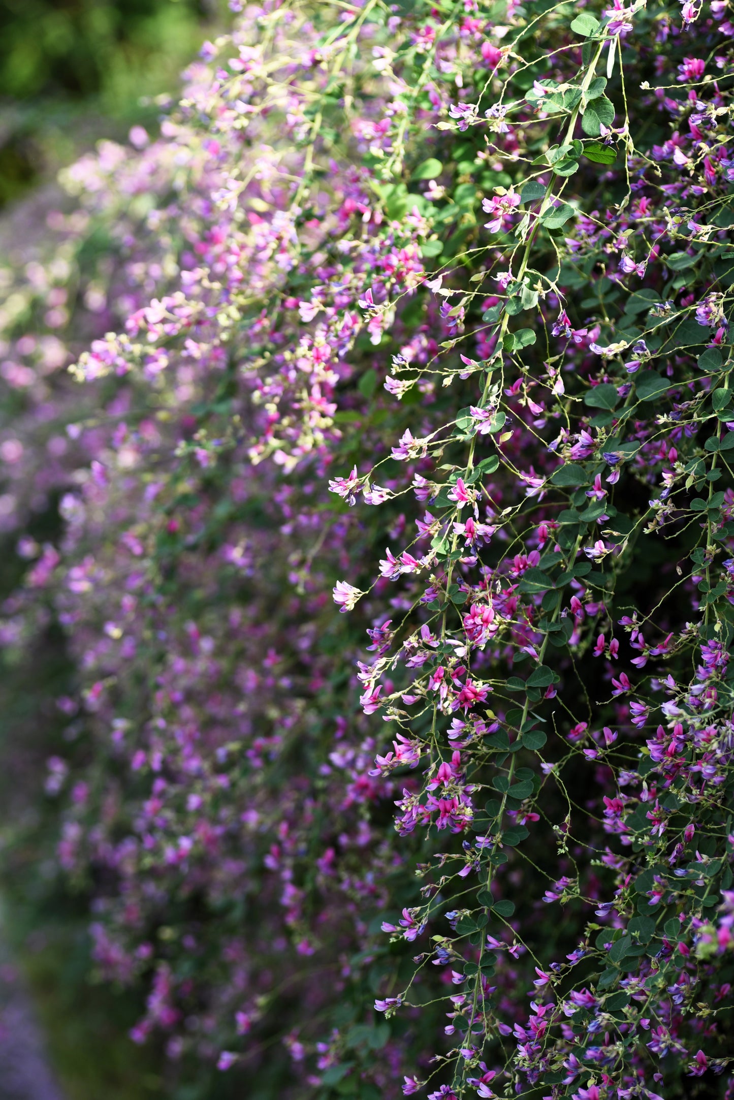 100 SLENDER BUSH CLOVER Lespedeza Virginica Bushclover Native Shrub Pink Purple Flower Legume Seeds