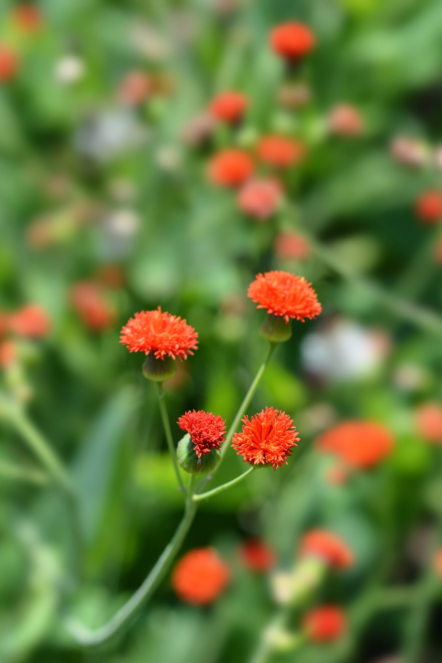 50 Red LADY'S PAINTBRUSH Tassel Flower Emilia Javanica Coccinea 'Scarlet Magic' Seeds