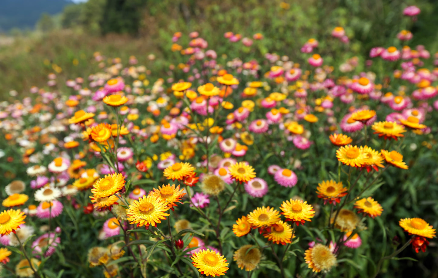 100 TALL Double MIXED Colors STRAWFLOWER Xerochrysum Bracteatum Helichrysum Monstrosum Flower Seeds