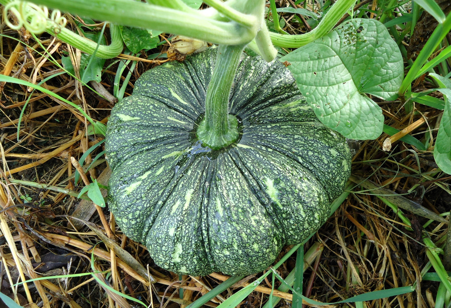 20 MINI MIX PUMPKIN Miniature Cucurbita Pepo White Green Orange Striped Vegetable Seeds