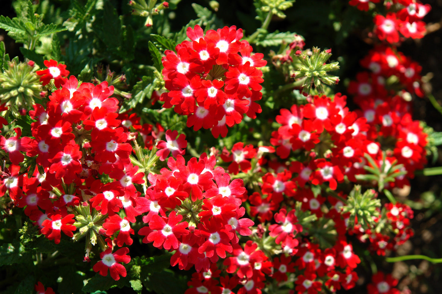 100 MIXED COLORS VERBENA Hybrida Compacta Flower Seeds