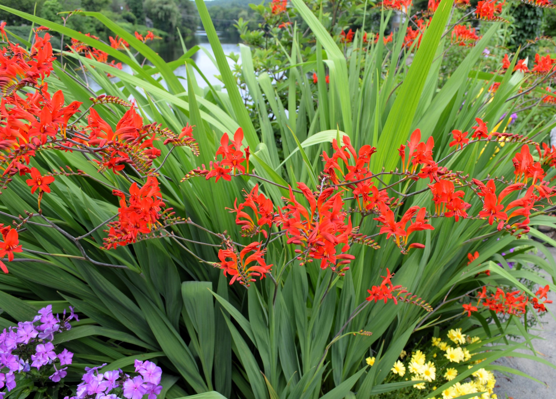 crocosmia lucifer seeds planting 10 RED LUCIFER CROCOSMIA Crocosmia Masoniorum Flower Seeds