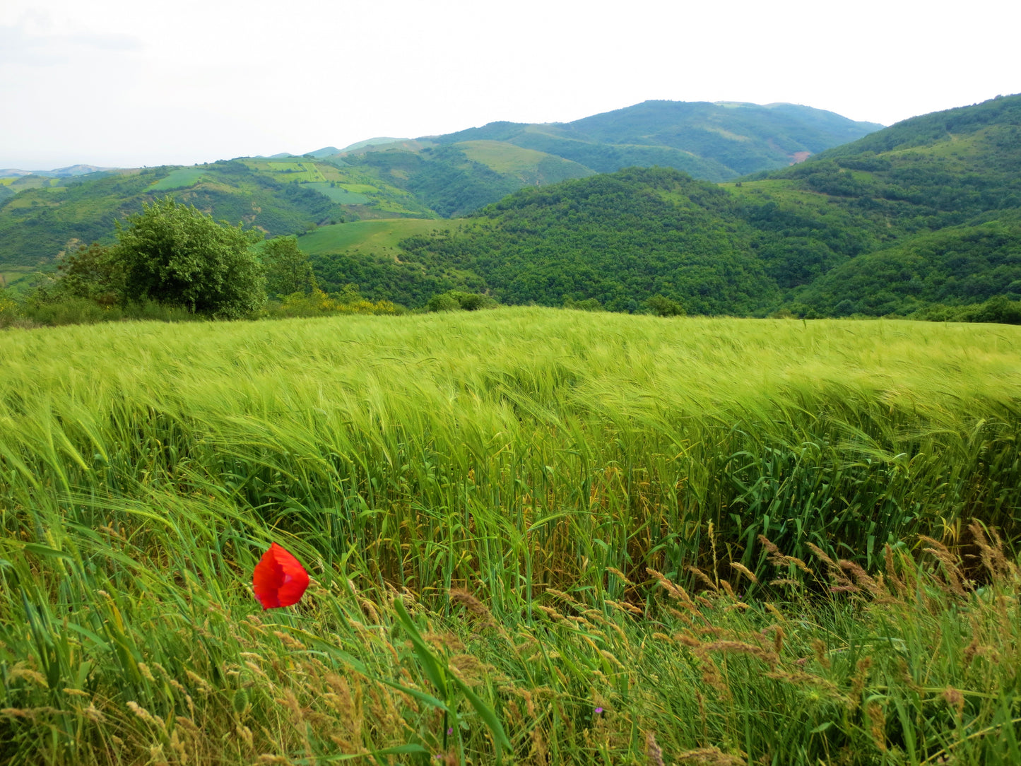 500 CANADIAN RYE Elymus Canadensis Grain Grazing Grass Ground Cover Seeds
