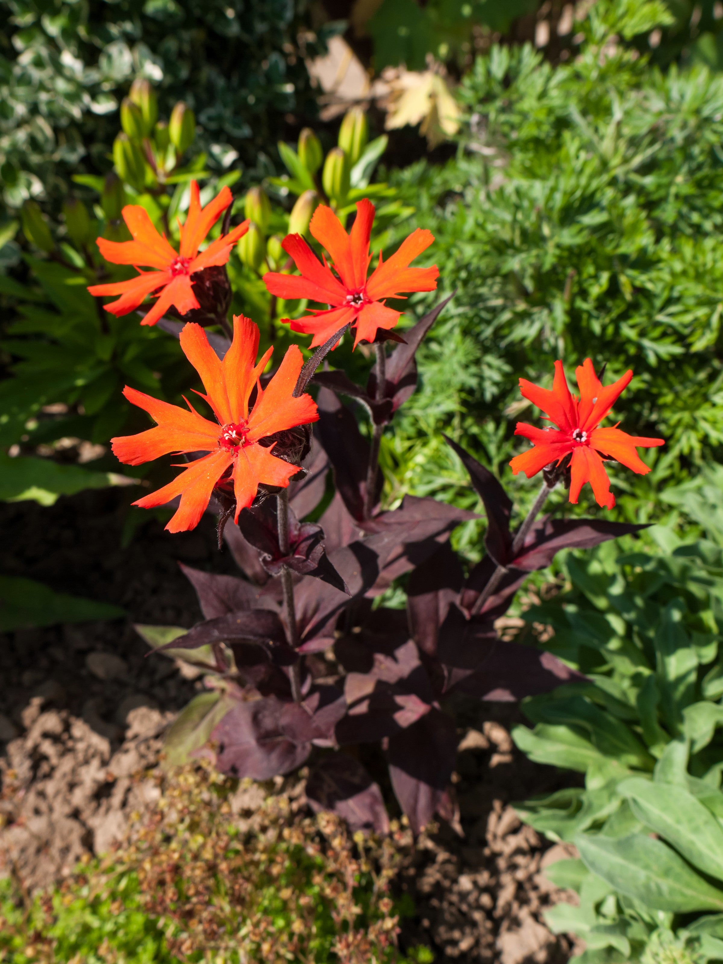 25 VESUVIUS CAMPION Red Orange Lychnis Arkwrightii Catchfly Flower