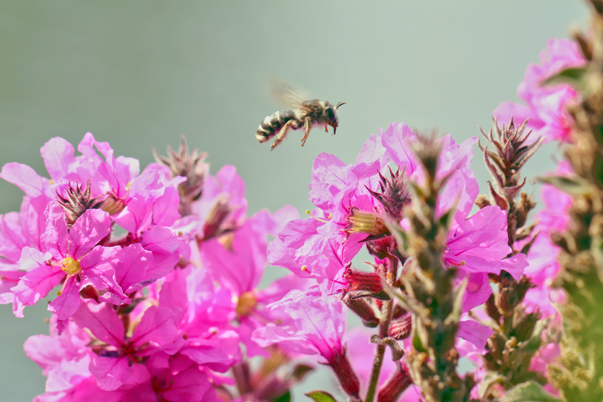 Sola Seed Company Winged Loosestrife Seeds - 2000 Native Wildflower Seeds, Perennial, Full Sun, USA Grown For 2025 Season