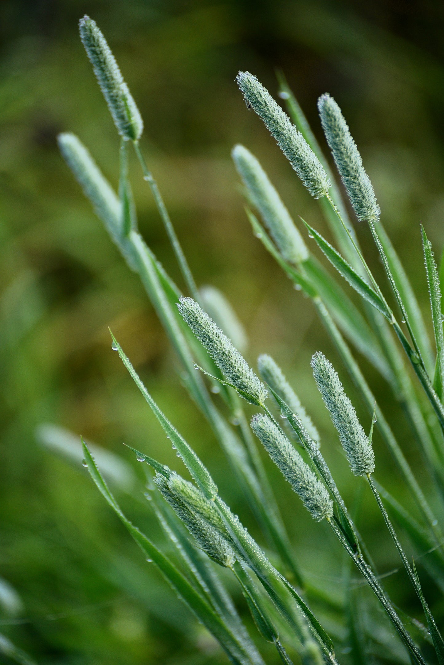 planting timothy grass seed 500 DERBY TIMOTHY GRASS Ornamental Phleum Pratense Seeds – Seedville USA