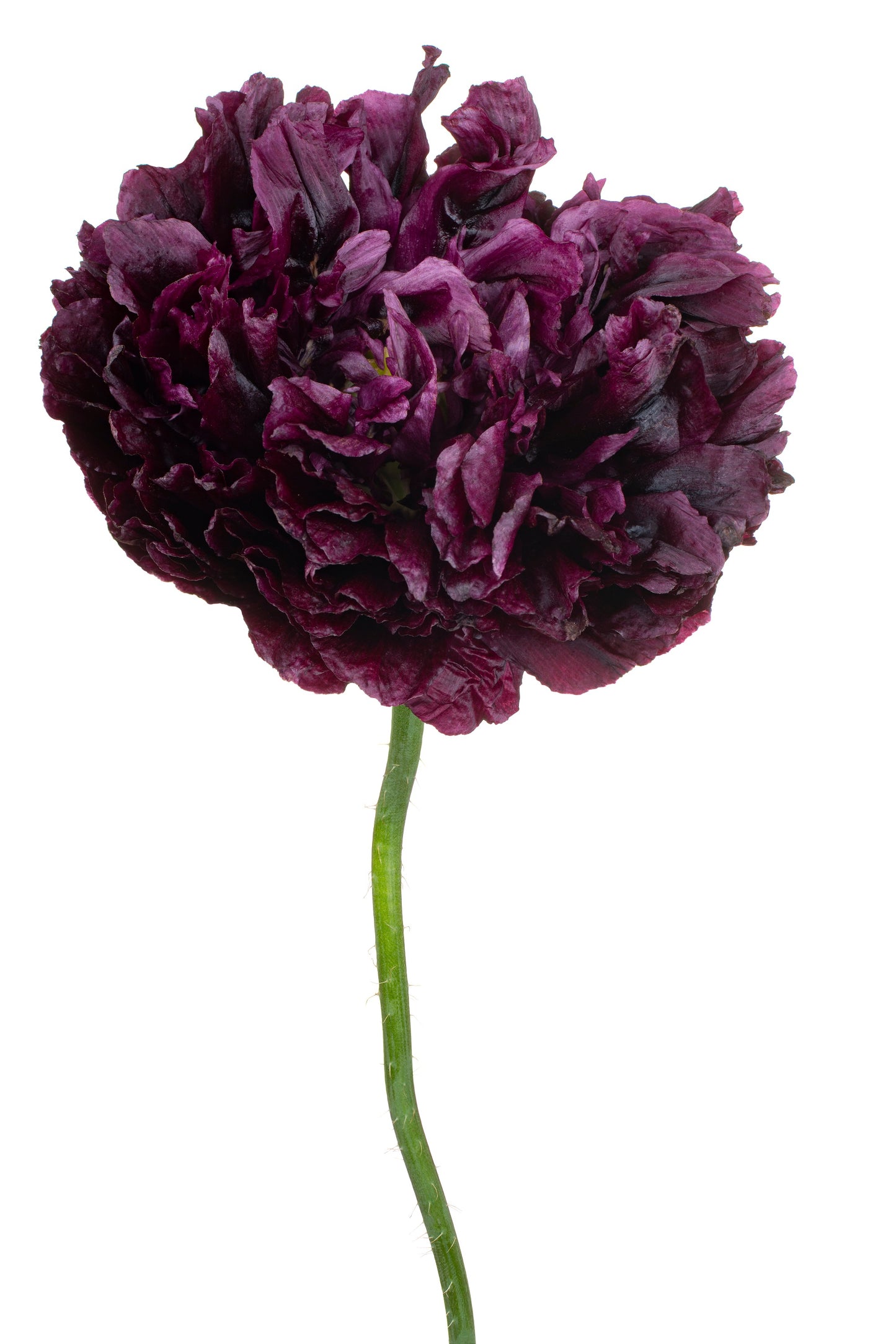 250 BLACK PEONY POPPY Papaver Peoniflorum Flower Seeds