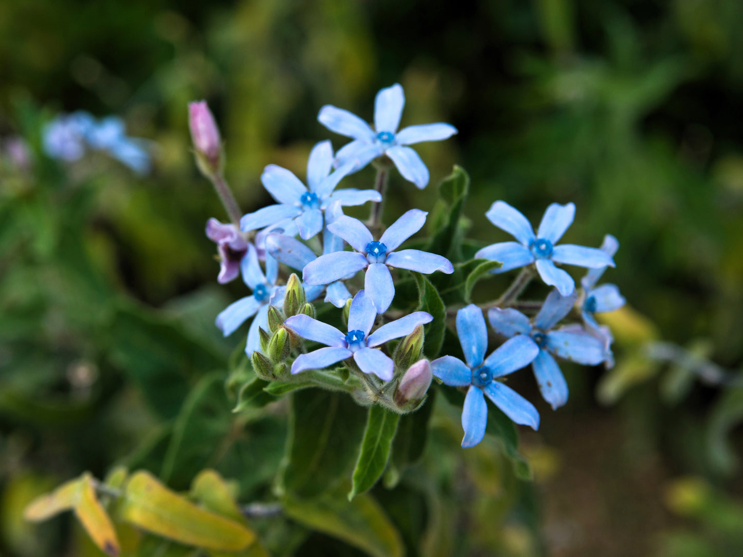 10 TWEEDIA BLUE MILKWEED Southern Star of Argentine Tweedia Caerulea syn. Oxypetalum Flower Vine Seeds