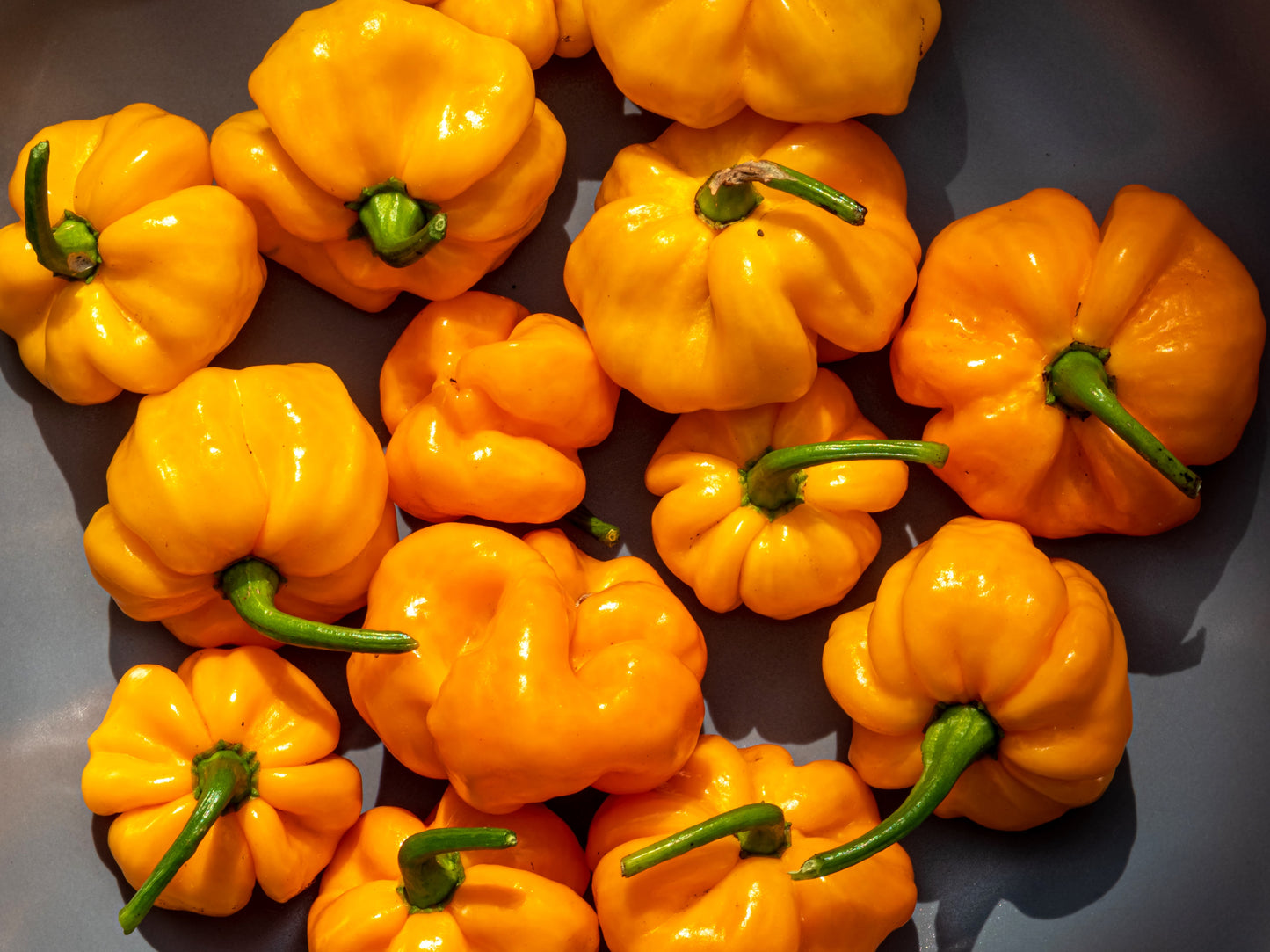 40 Yellow JAMAICAN HOT PEPPER Capsicum Chinense Scotch Bonnet Vegetable Seeds