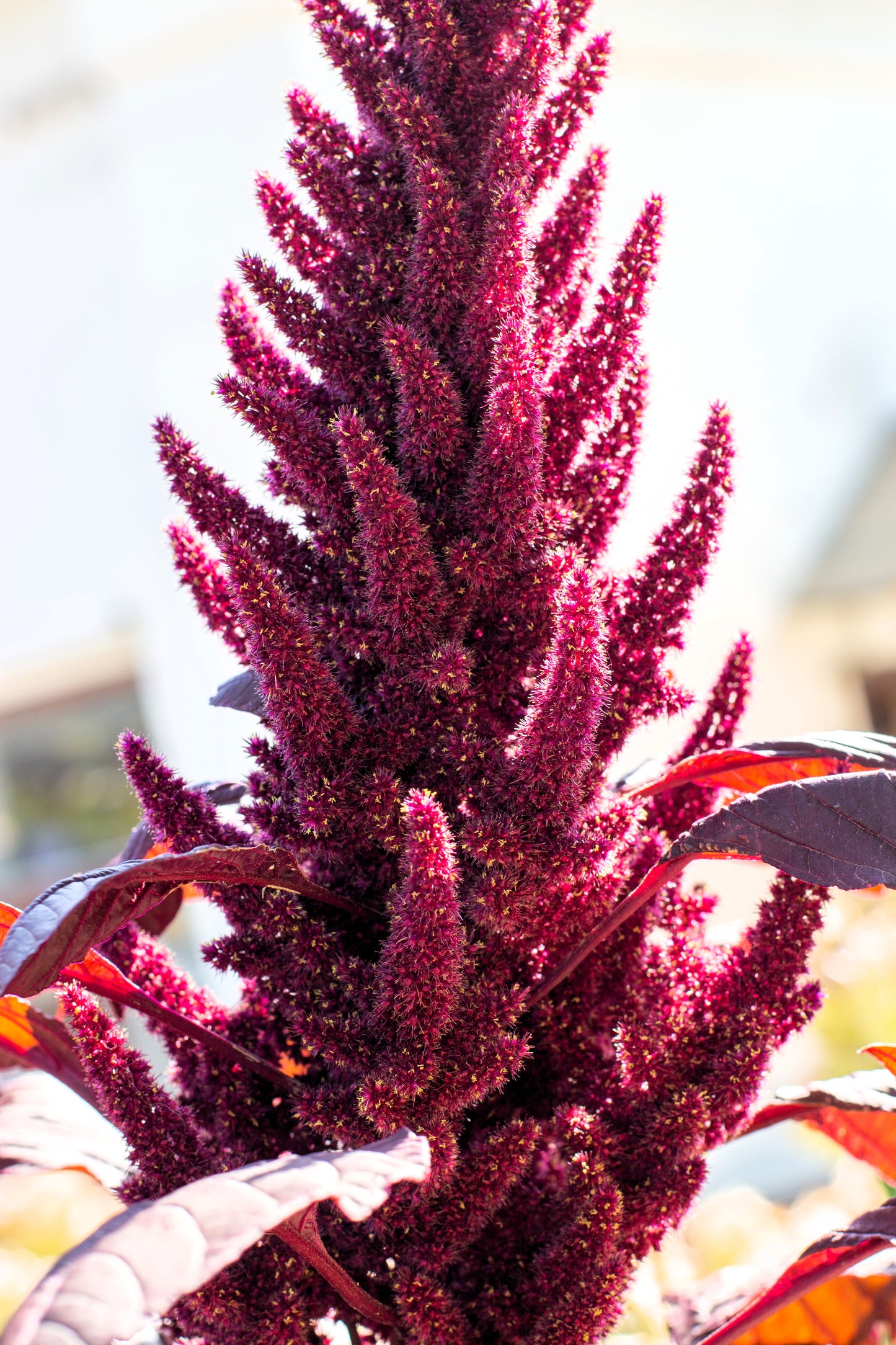 250 PRINCES FEATHER AMARANTHUS Cruentus Oeschberg Purple Red Flower Herb Seeds