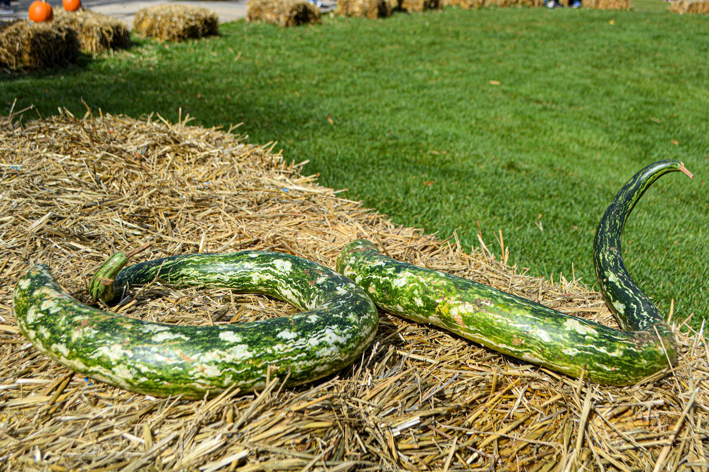 10 SNAKE GOURD Multicolored Craft Gourd Lagenaria Siceraria Vine Seeds