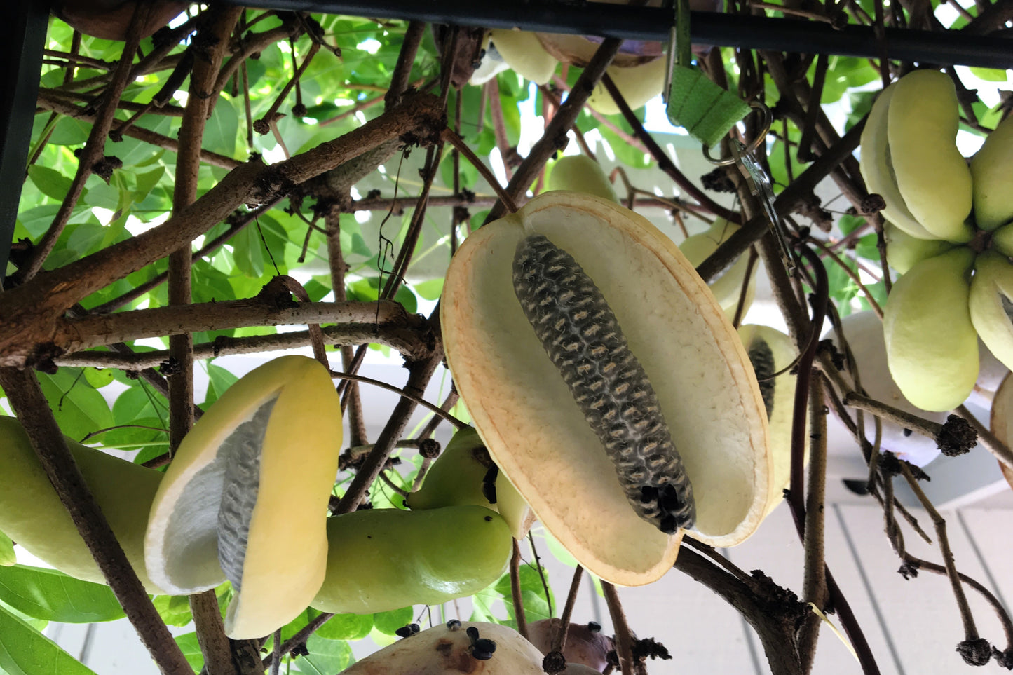 15 CHOCOLATE VINE Edible Fruit Akebia Trifoliata Flower Ornamental Climber Seeds