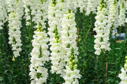 250 WHITE SNOWFLAKE SNAPDRAGON Antirrhinum Majus Flower Seeds