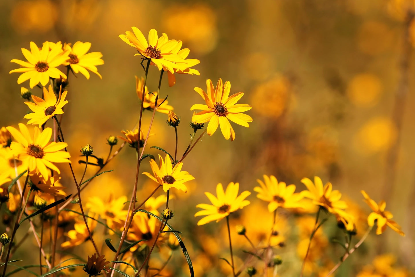250 MAXIMILIAN (Prairie) SUNFLOWER Helianthus Maximiliani Flower Seeds