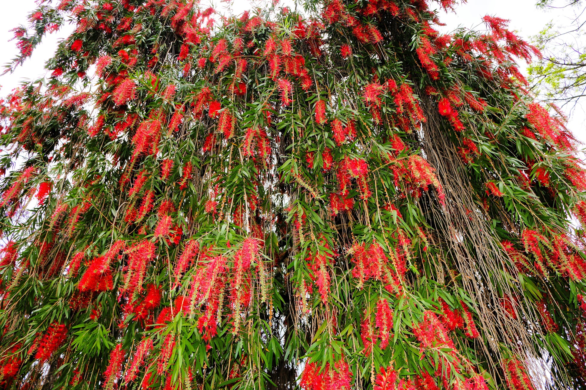 bottlebrush plant seeds 40 CRIMSON BOTTLEBRUSH Callistemon Citrinus Flowering Shrub Bush Small – Seedville USA