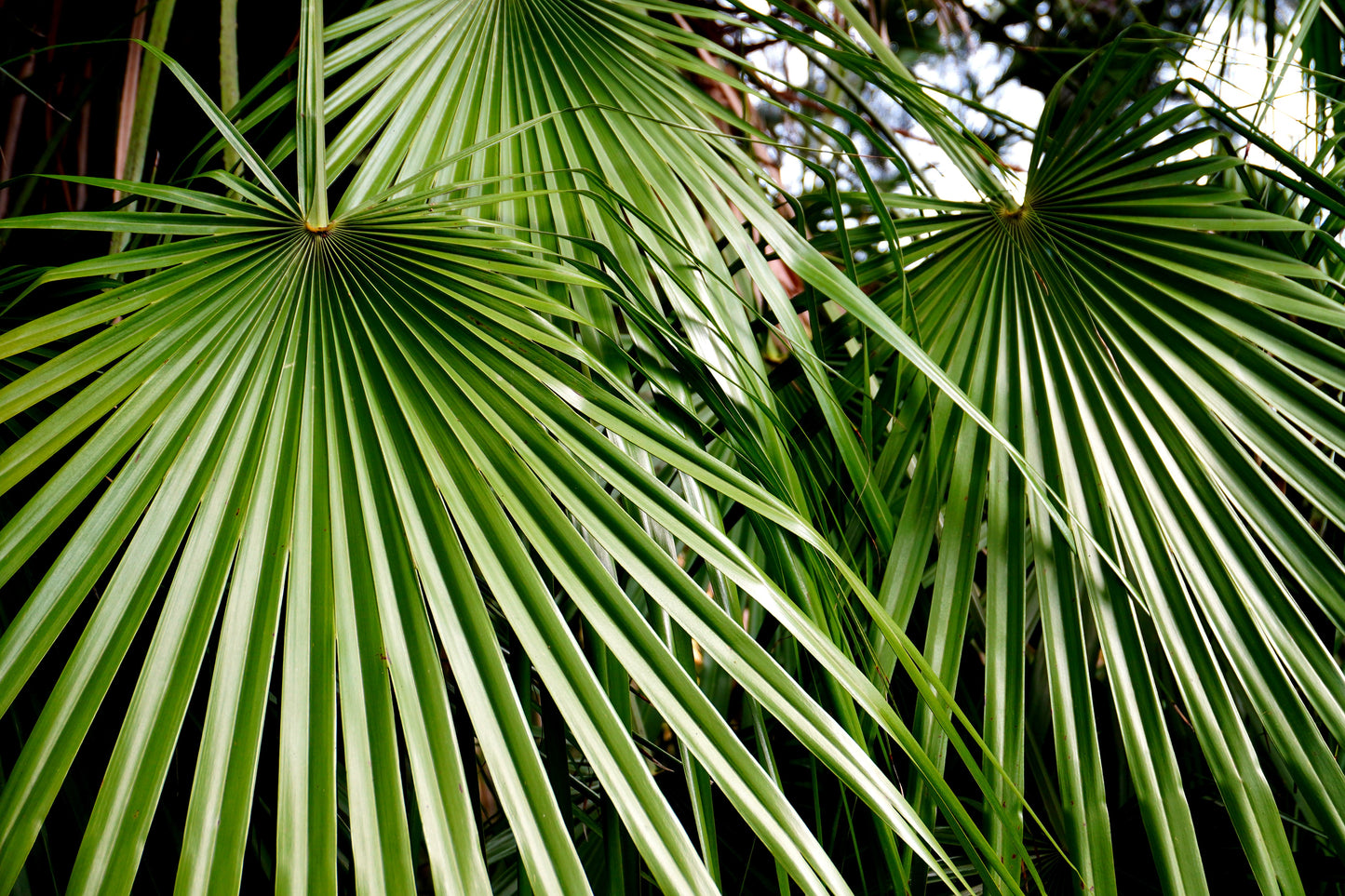 5 MEDITERRANEAN FAN PALM European Dwarf Tree Shrub Chamaerops Humilis Seeds