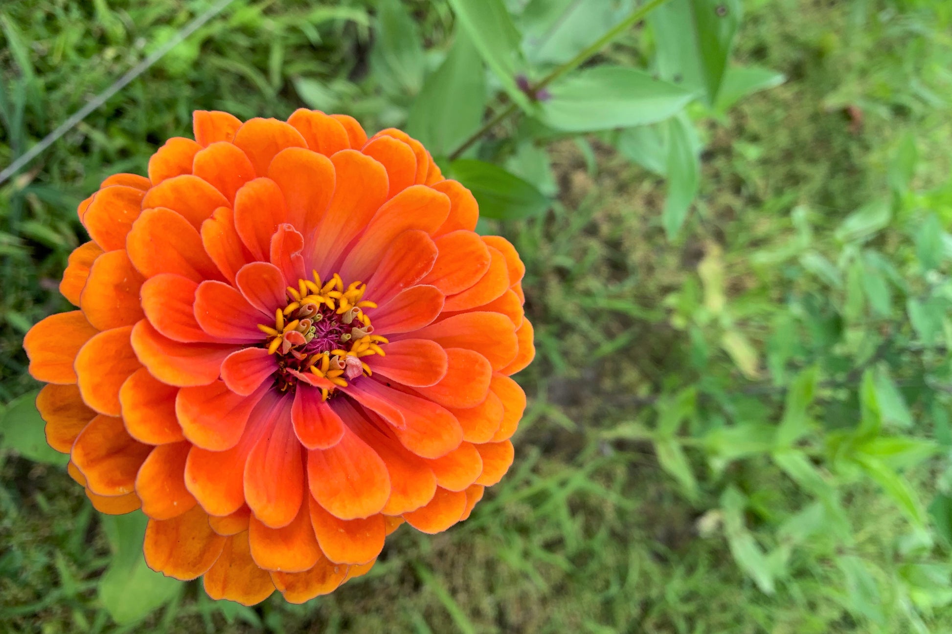 kings flower seeds 250 ORANGE KING ZINNIA Elegans Flower Seeds