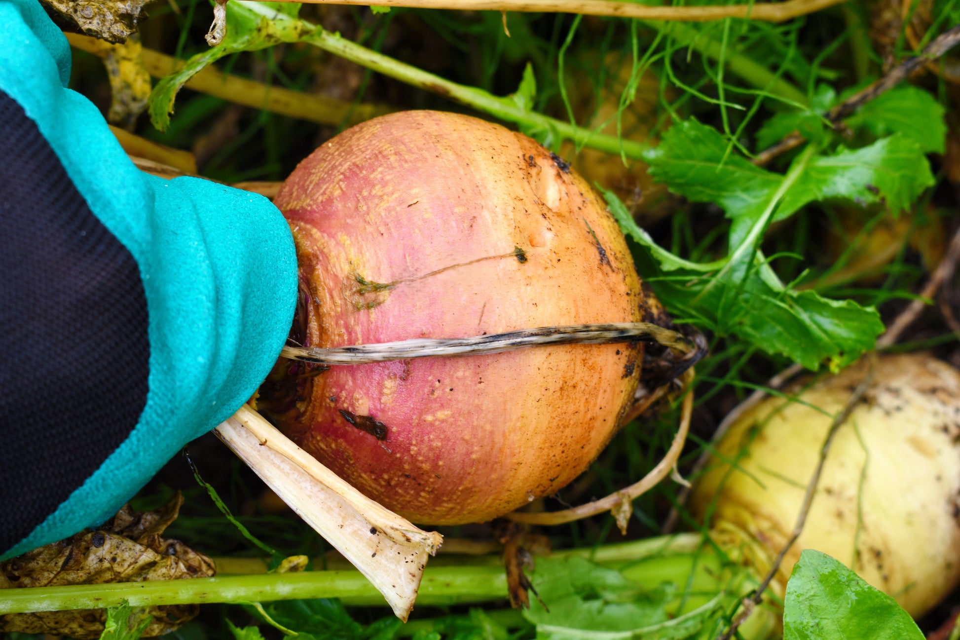 plant rutabaga seeds 3000 LAURENTIAN RUTABAGA Brassica Napus Vegetable Seeds – Seedville USA