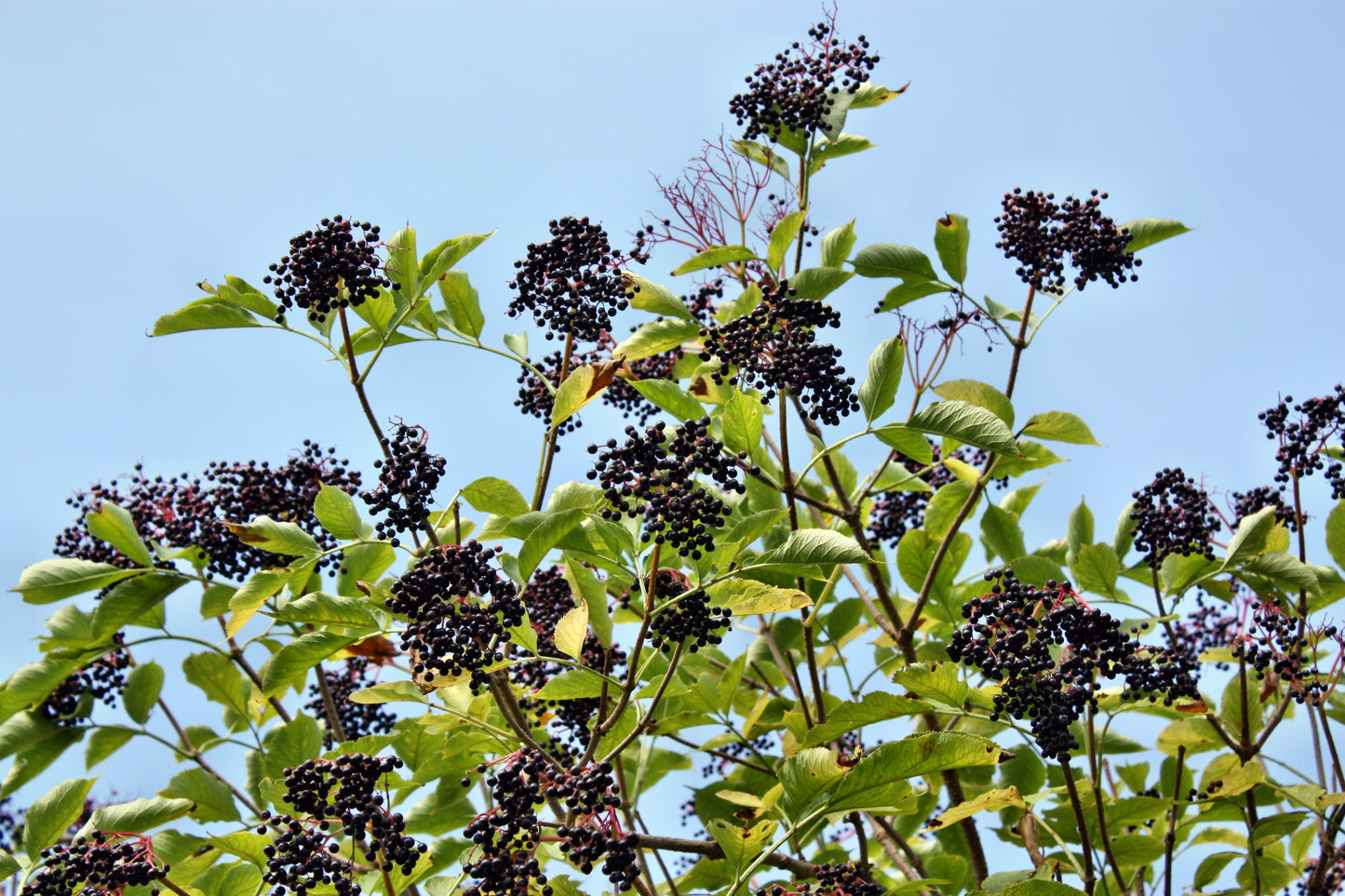 25 American ELDERBERRY FRUIT BUSH Shrub Tree Sambucus Nigra Seeds