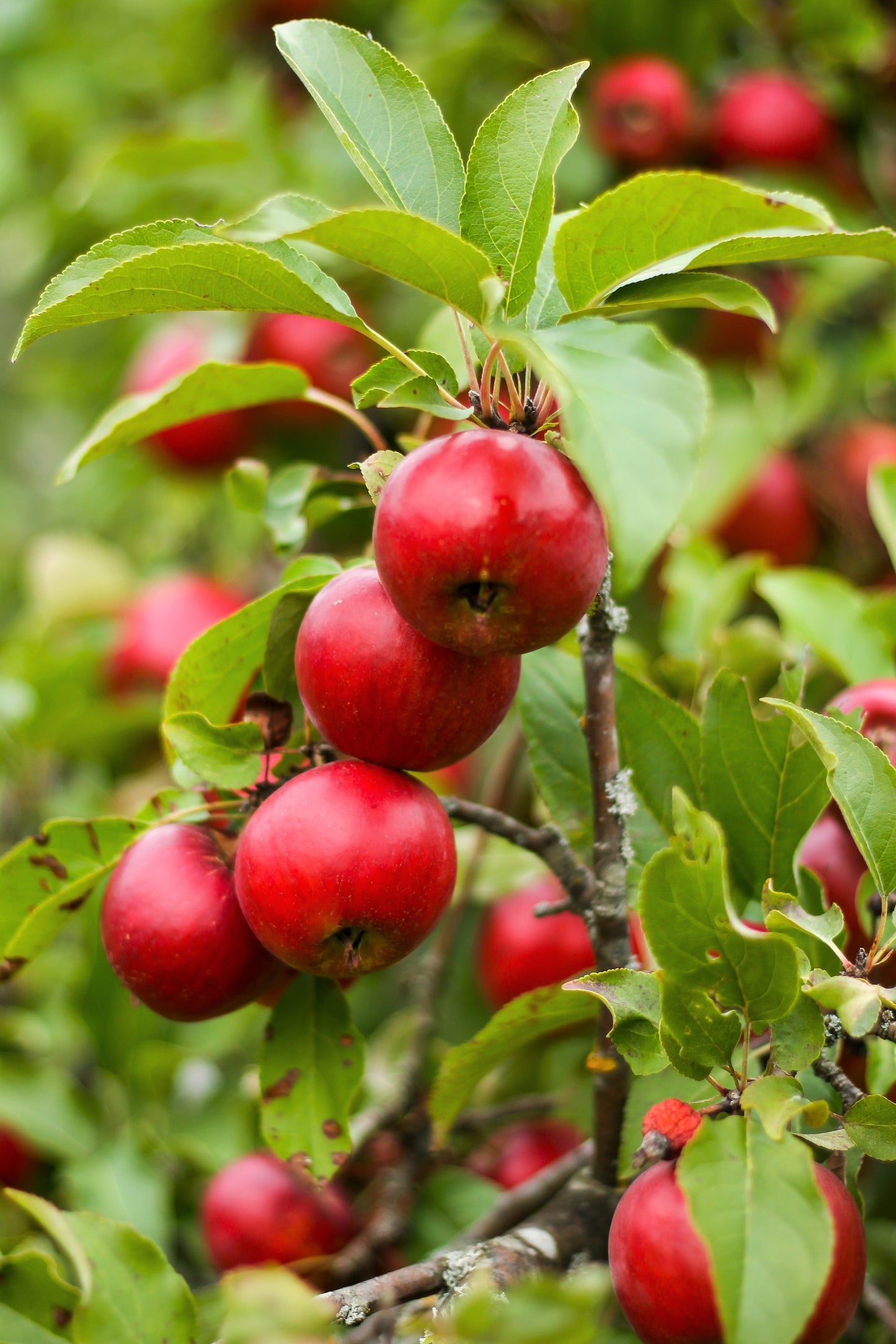 25 PARADISE APPLE Red Delicious Common Malus Pumila Domestica Fruit Tree Seeds