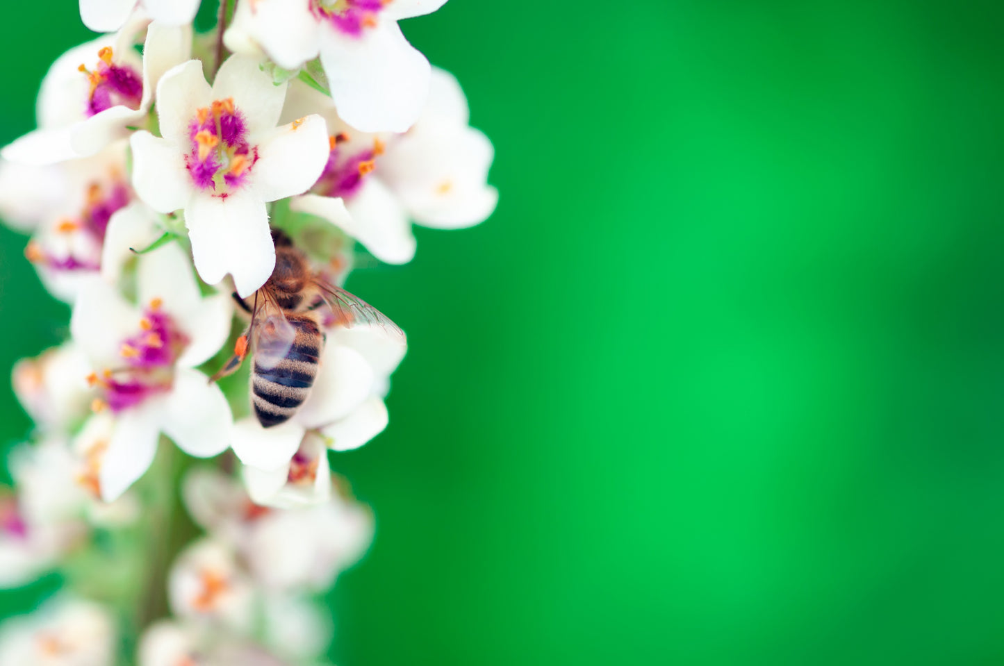 50 WEDDING CANDLES VERBASCUM Chaixii Album Mullein White Purple Flower Seeds