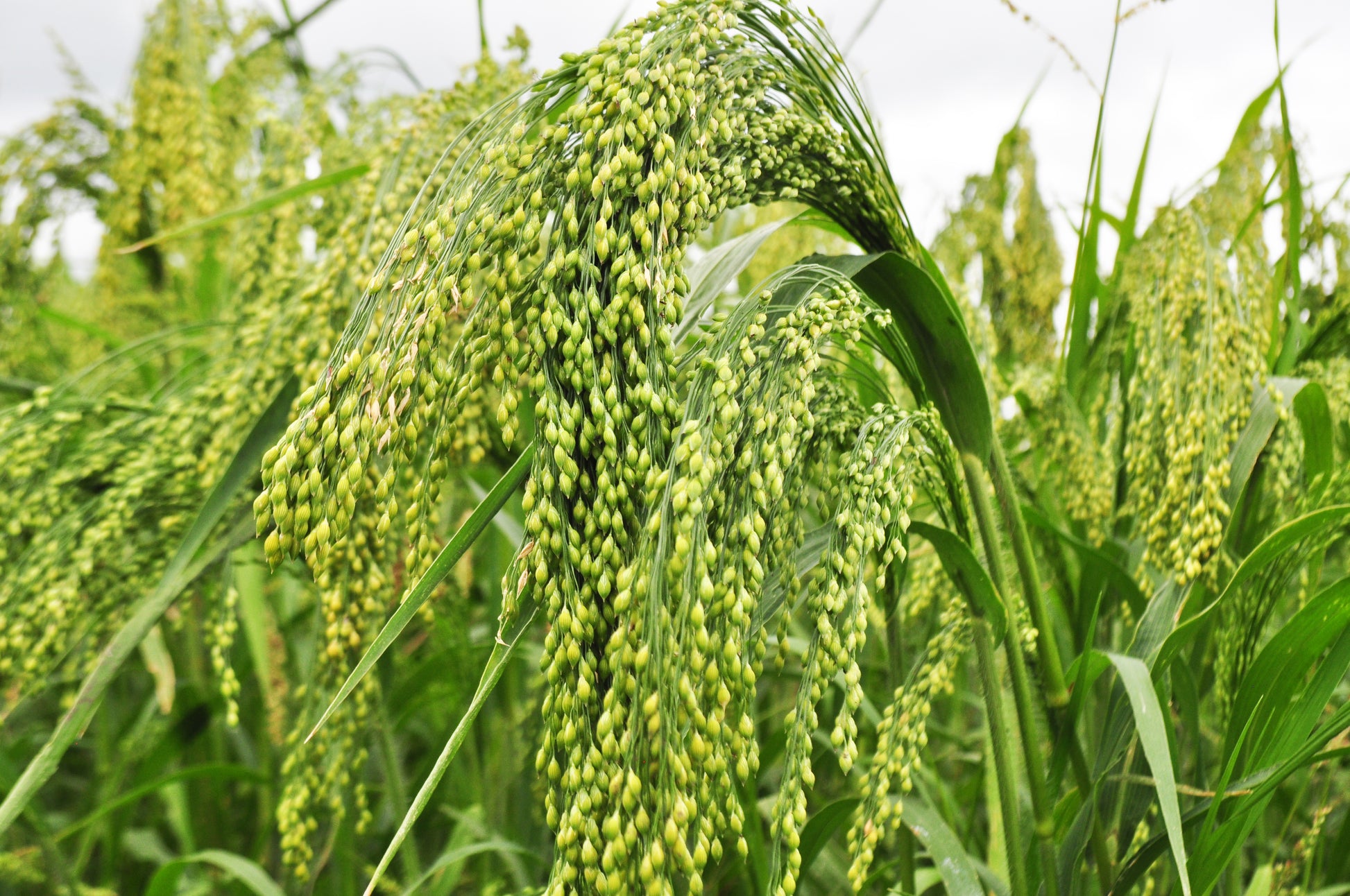 where to buy millet seed for planting 200 PROSO MILLET White Common Panicum Miliaceum Ornamental Grass Vegetable Seeds