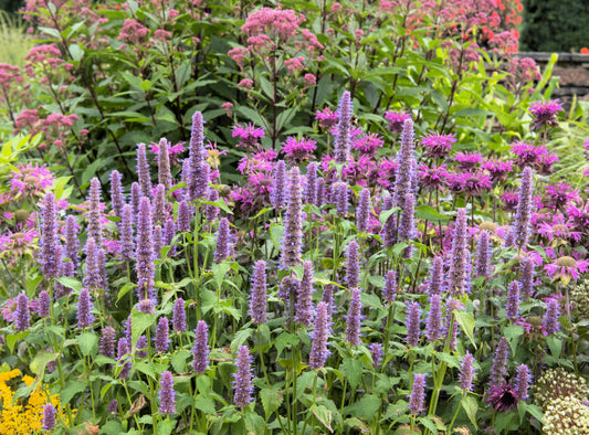 500 PURPLE ANISE HYSSOP (Licorice Mint / Blue Giant) Agastache Foeniculum Herb Flower Seeds