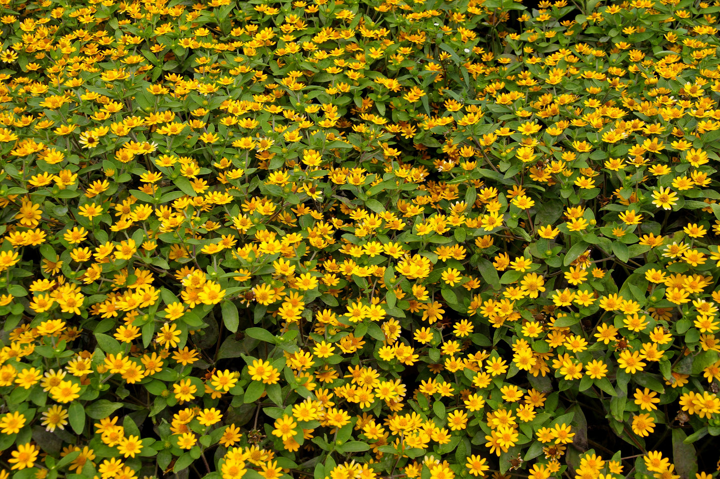 150 YELLOW CREEPING ZINNIA Sanvitalia Procumbens Seeds