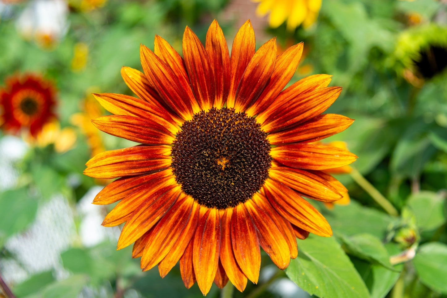 25 INDIAN BLANKET SUNFLOWER Helianthus Annuus Mixed Colors Flower Seeds