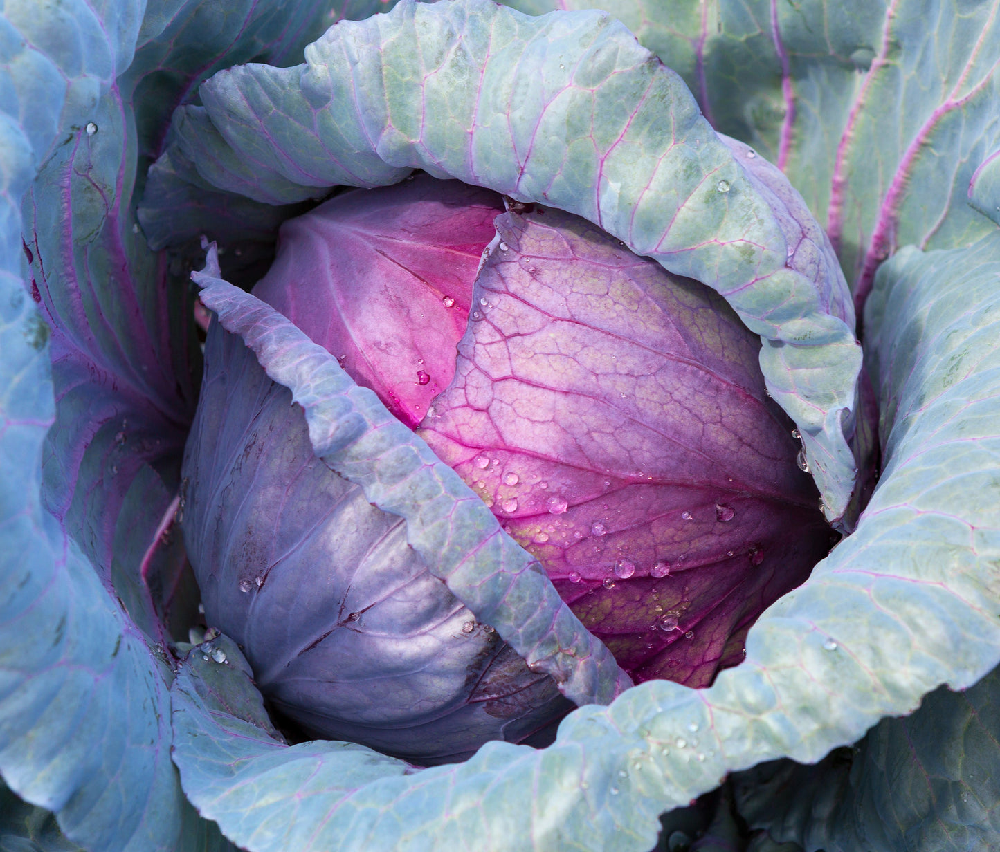 500 RED ACRE CABBAGE Brassica Oleracea Capitata Vegetable Seeds