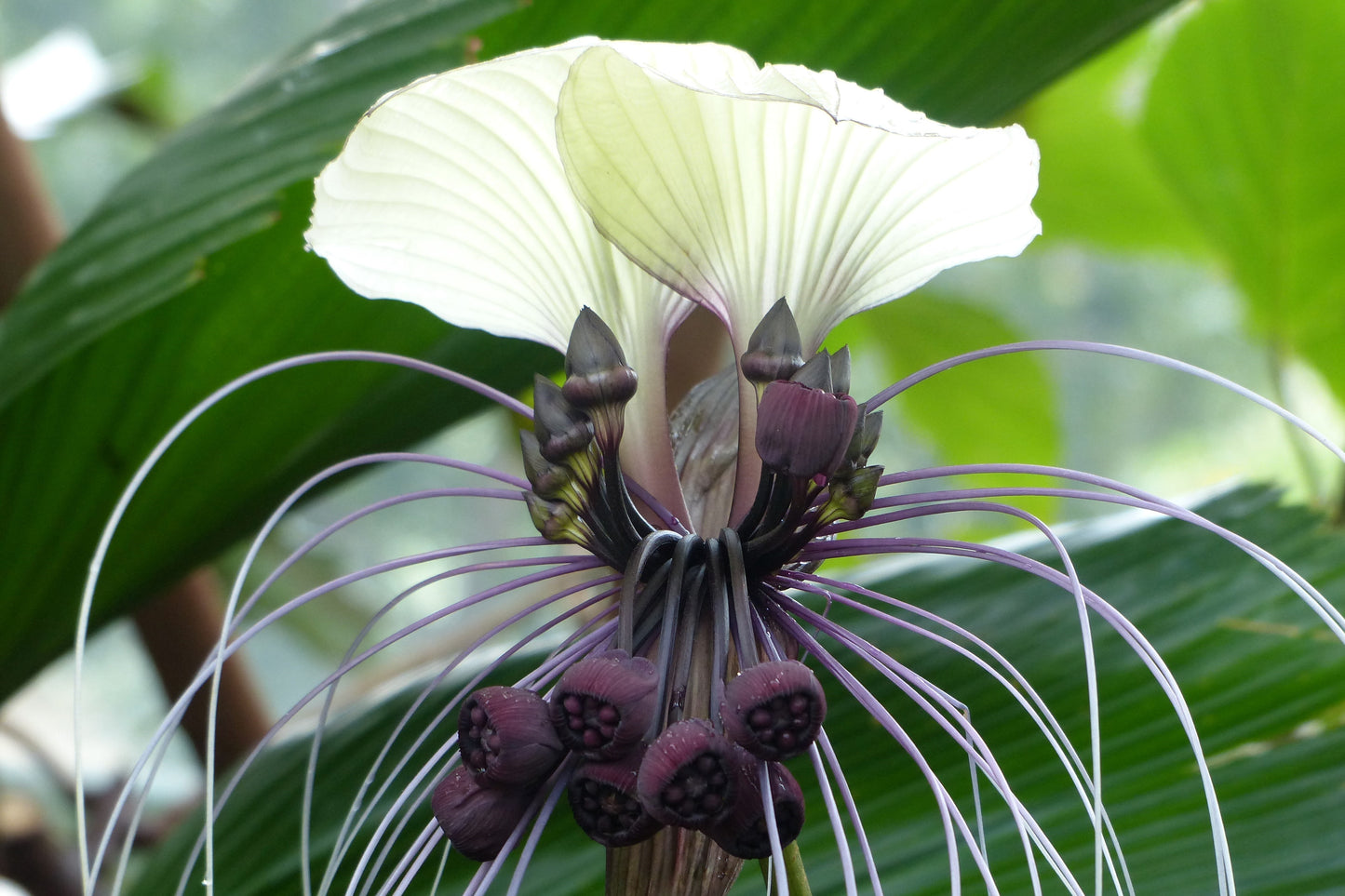 5 WHITE BAT FLOWER Tacca Integrifolia Nivea Bat Head Lily Flower Seeds
