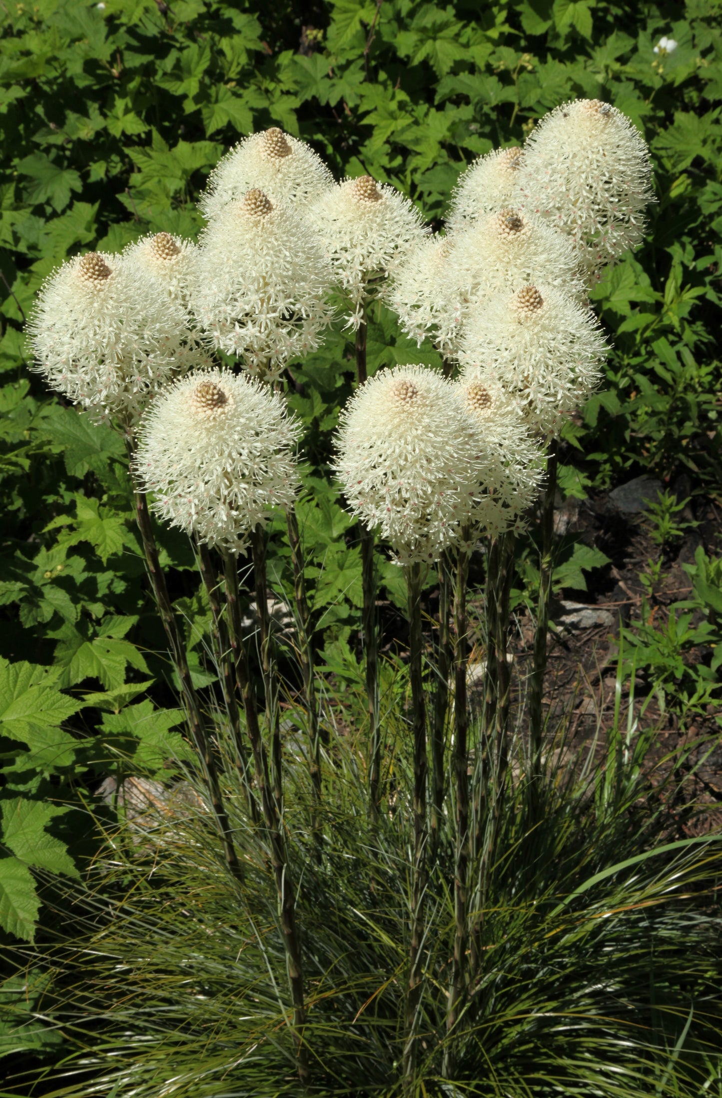 100 BEAR GRASS aka Bear LILY Beargrass Ornamental Xerophyllum Tenax Flower Seeds