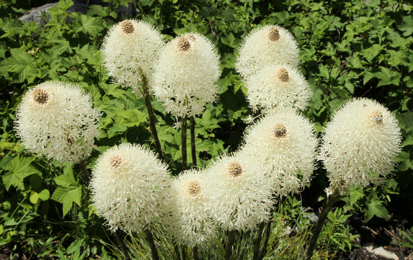 100 BEAR GRASS aka Bear LILY Beargrass Ornamental Xerophyllum Tenax Flower Seeds