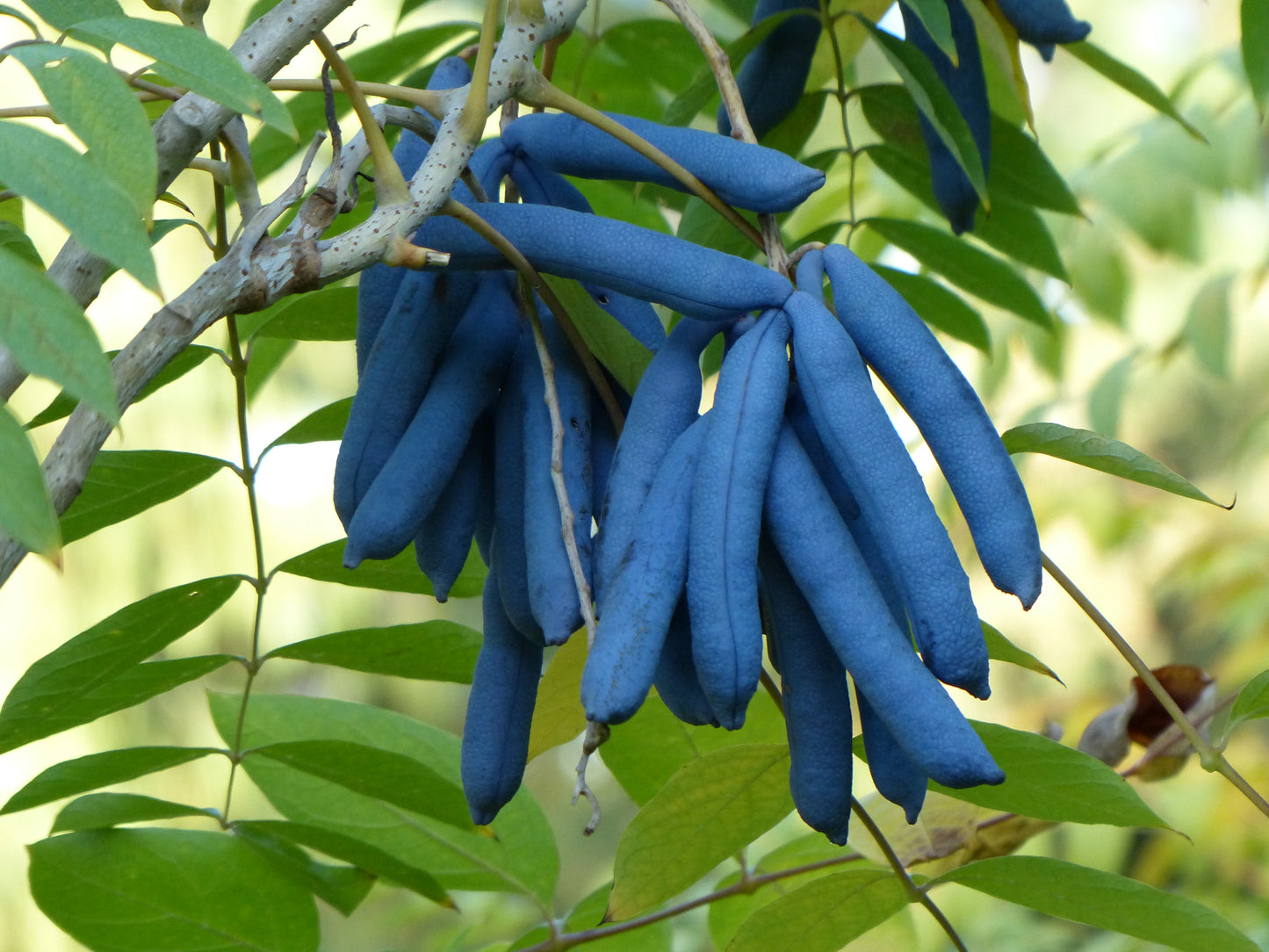 7 BLUE SAUSAGE FRUIT Edible & Ornamental Decaisnea Fargesii Tree Shrub Seeds