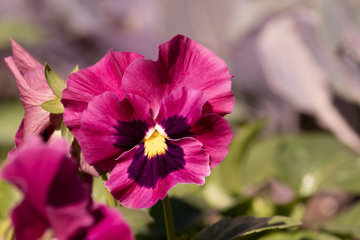 50 RASPBERRY BLOTCH PANSY Swiss Giant Viola Wittrockiana Pink Flower Seeds