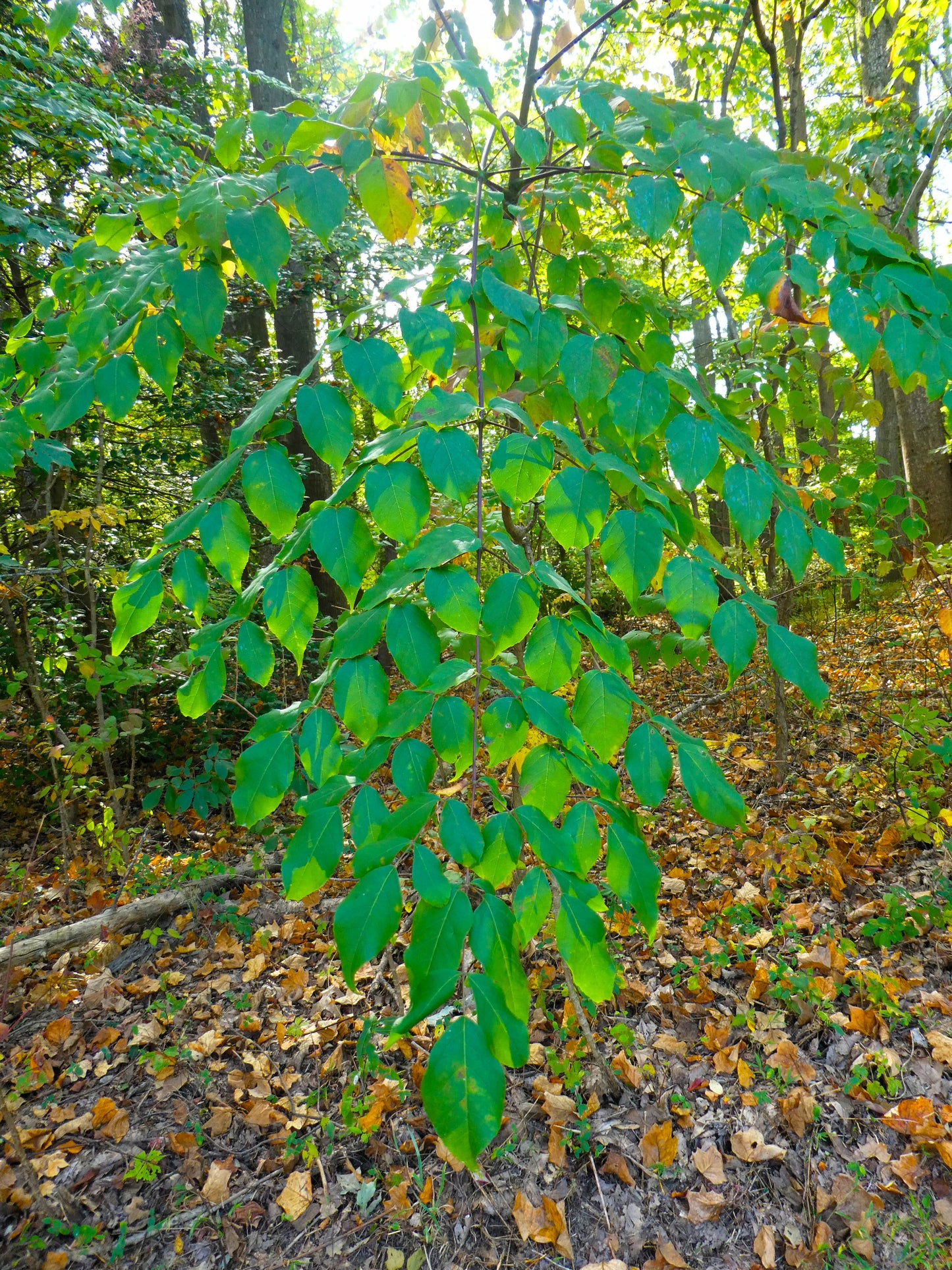 walking stick plants seeds 25 DEVIL'S WALKINGSTICK Shrub Flower Prickly Ash Elder Aralia Spinosa Seeds