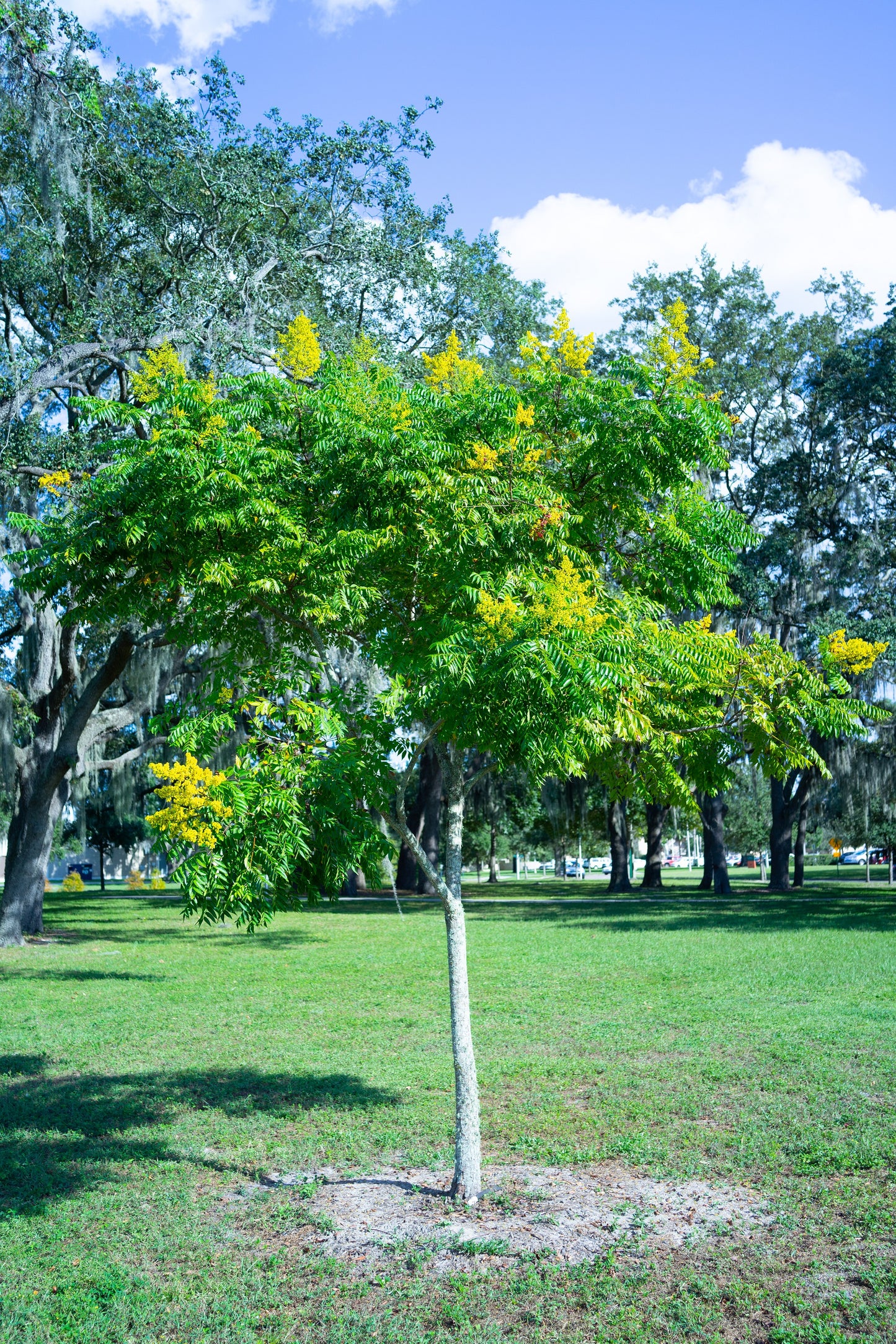 10 DWARF GOLDEN RAIN TREE Koelreuteria Paniculata Nana Yellow Flower Seeds