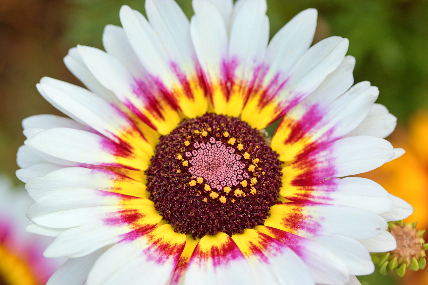 250 TRICOLOR PAINTED DAISY (Pyrenthrum Daisy) Chrysanthemum Carinatum Flower Seeds