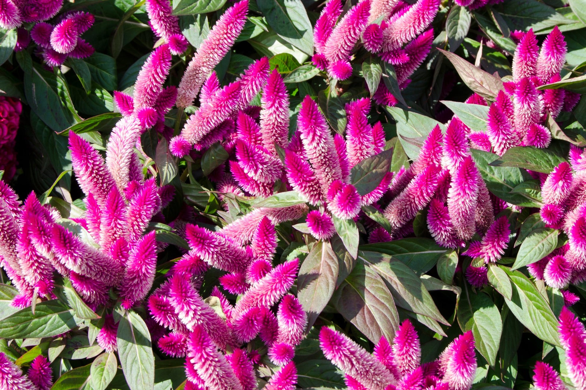 flamingo flower seeds 100 FLAMINGO FEATHER Wheat CELOSIA Spicata Pink & White Flower Seeds – Seedville USA