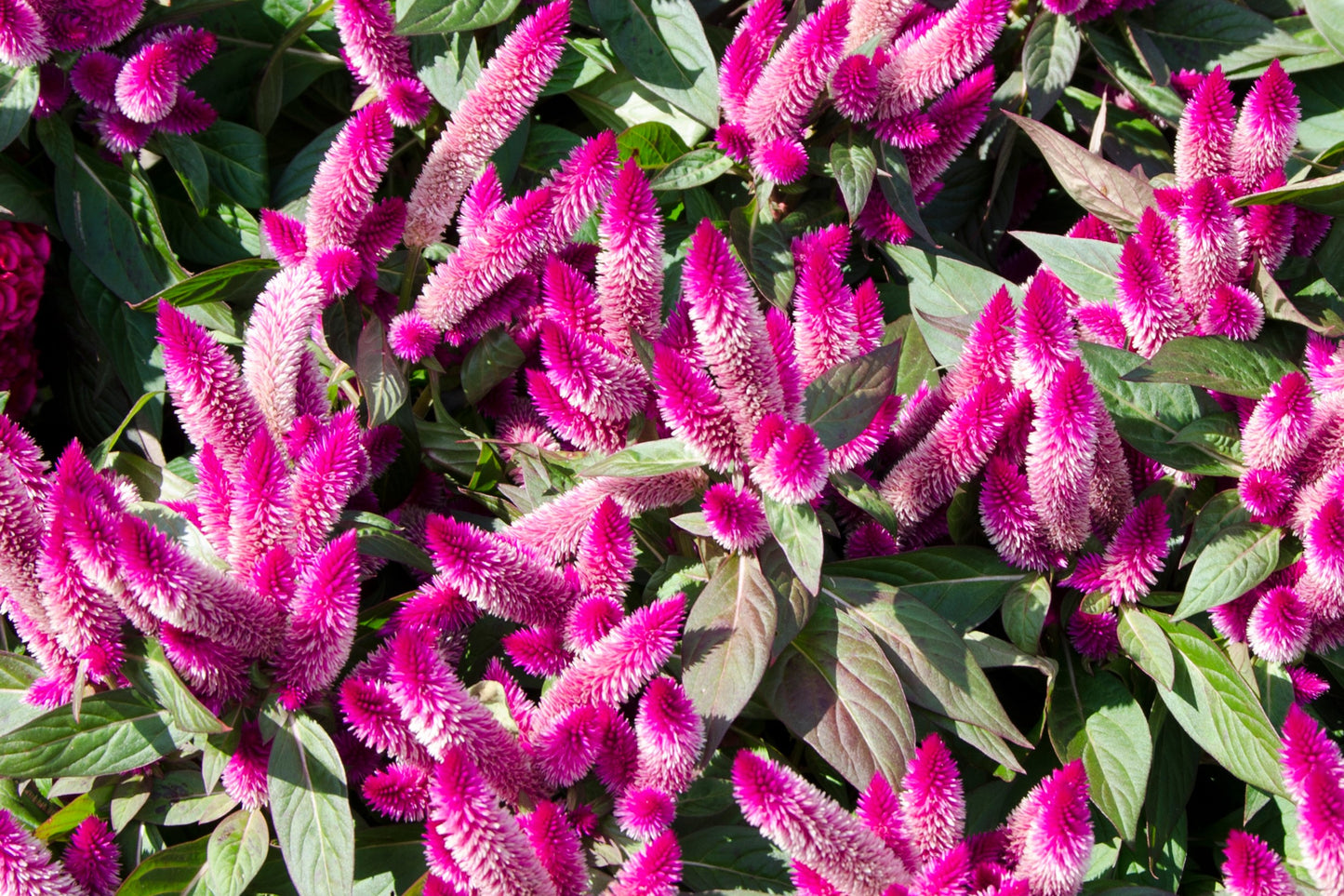 celosia intenz plant 100 FLAMINGO FEATHER Wheat CELOSIA Spicata Pink & White Flower Seeds –  Seedville USA