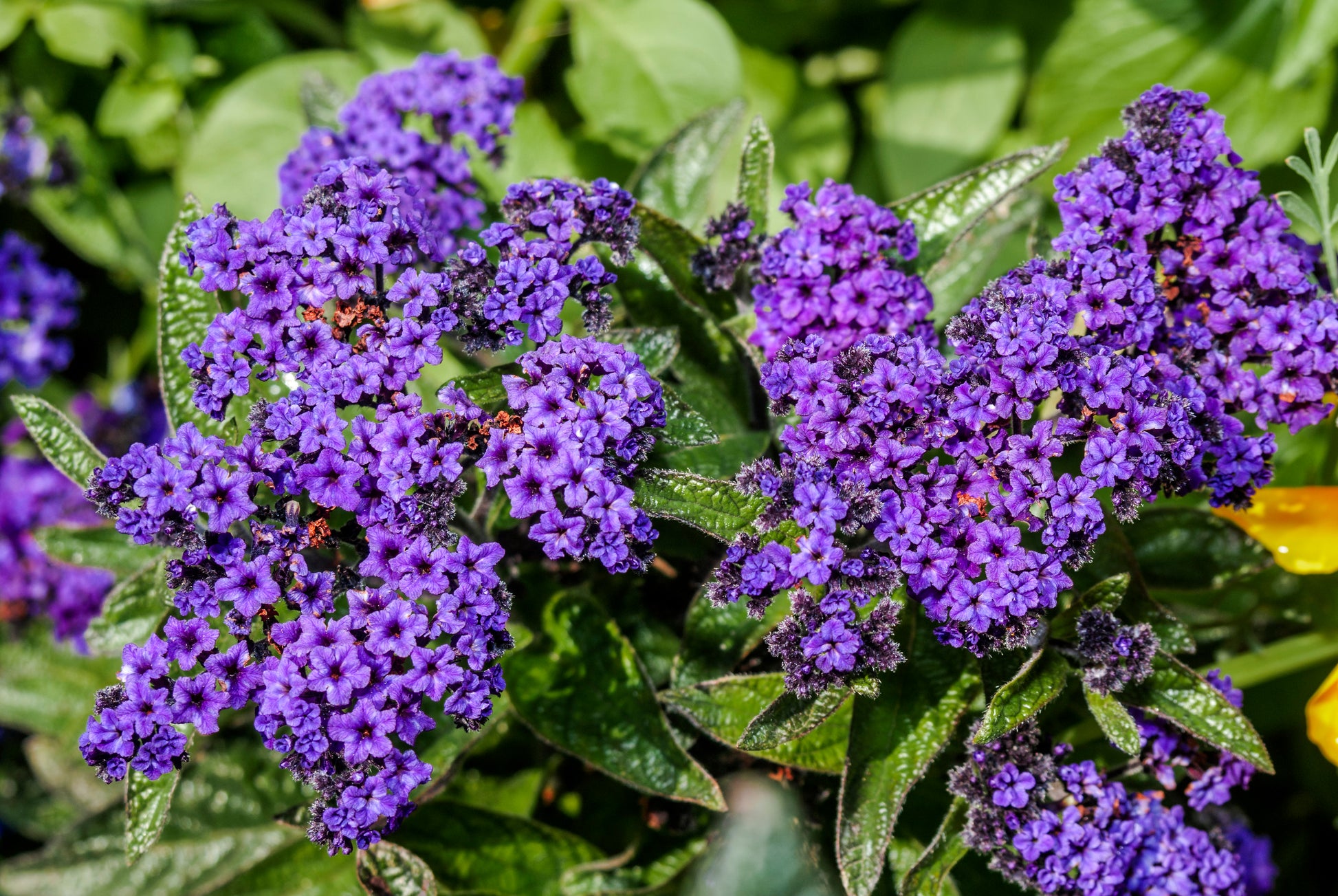 heliotrope flower seeds 50 Blue MARINE HELIOTROPE Heliotropium Arborescens Flower Seeds
