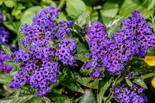 50 Blue MARINE HELIOTROPE Heliotropium Arborescens Flower Seeds